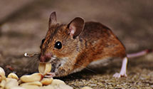 24 Hour & Emergency Exterminators in Grant Vlkria, FL